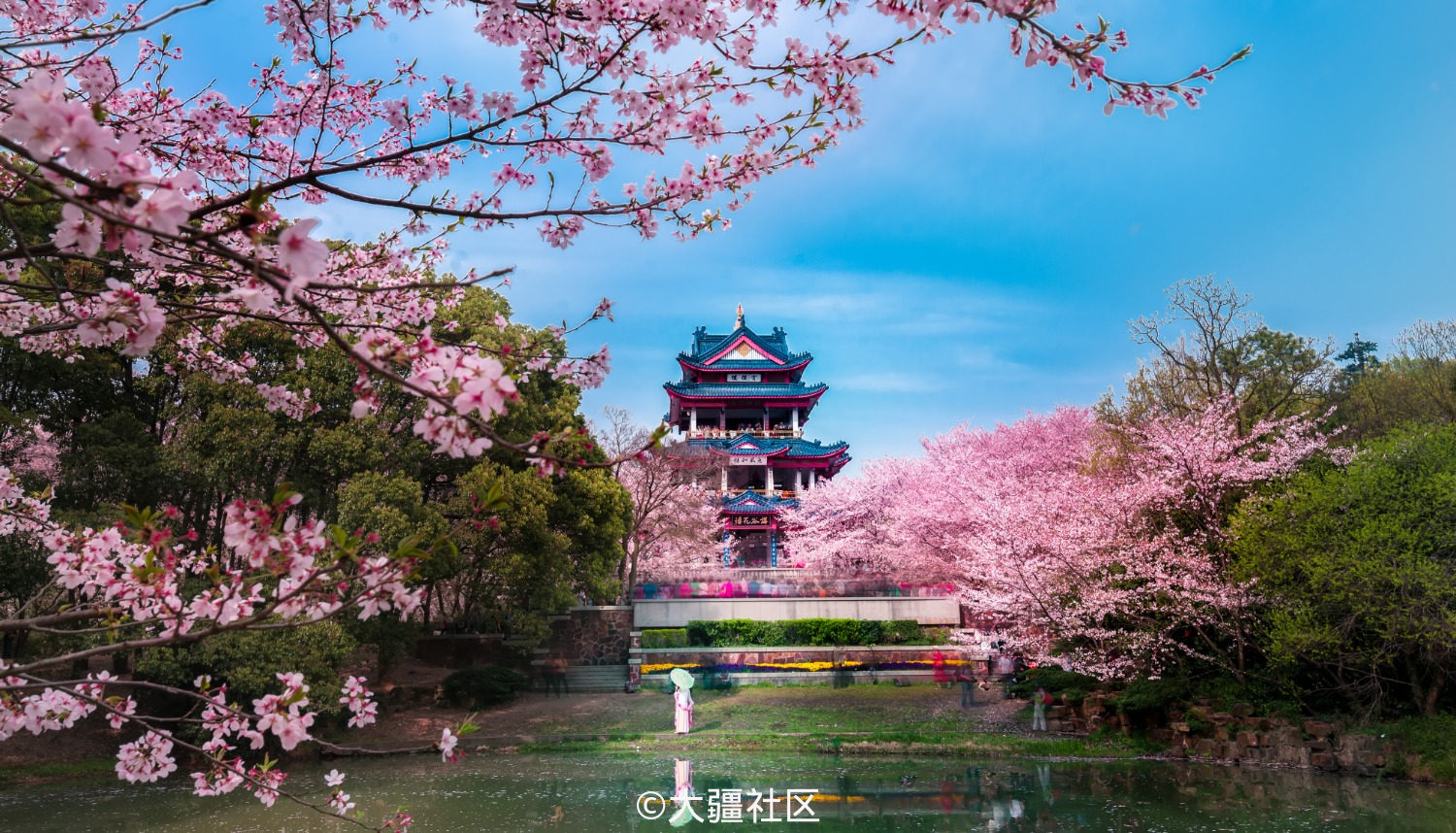 无锡鼋头渚的樱花,春天最浪漫的风景~-作品-大疆社区